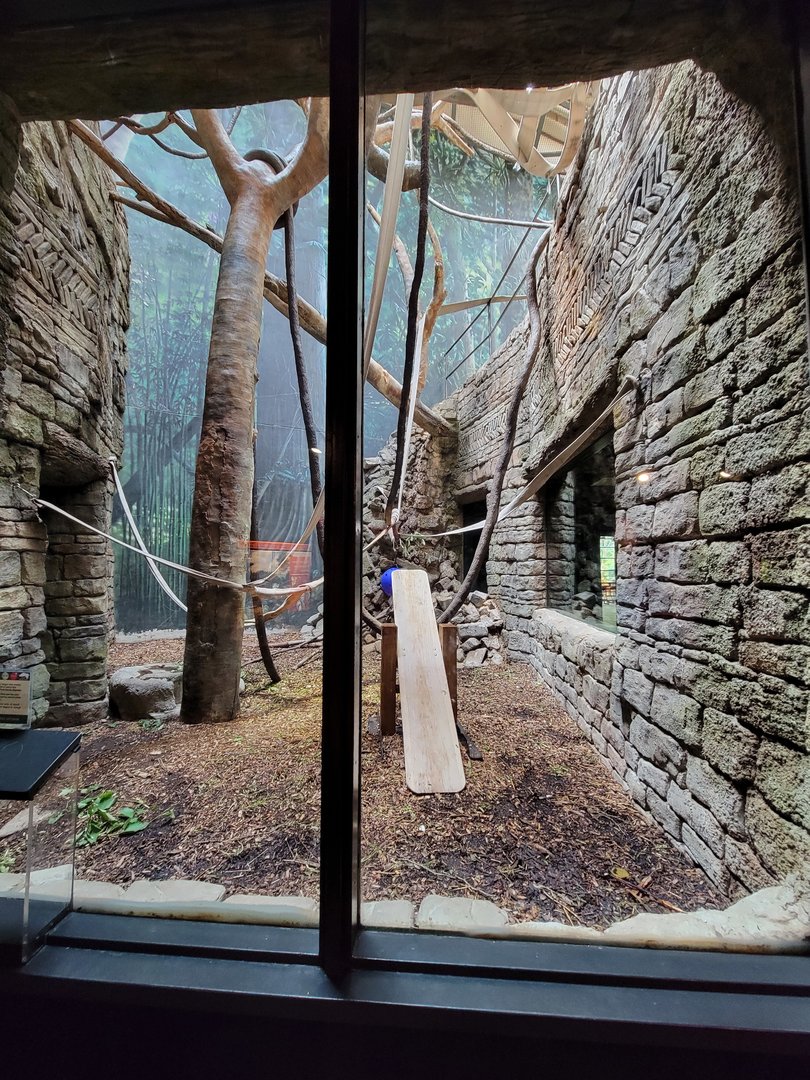 Cleveland Zoo, Rainforest - Francois langur, ground floor viewing
