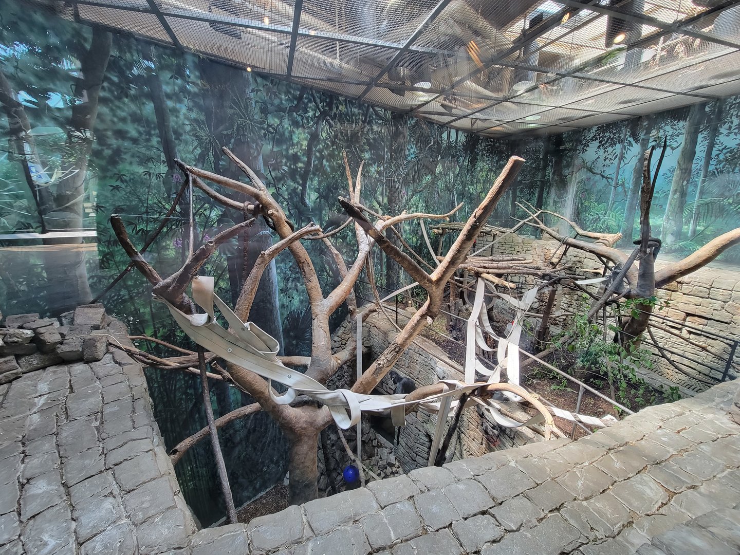 Cleveland Zoo, Rainforest - Francois Langur