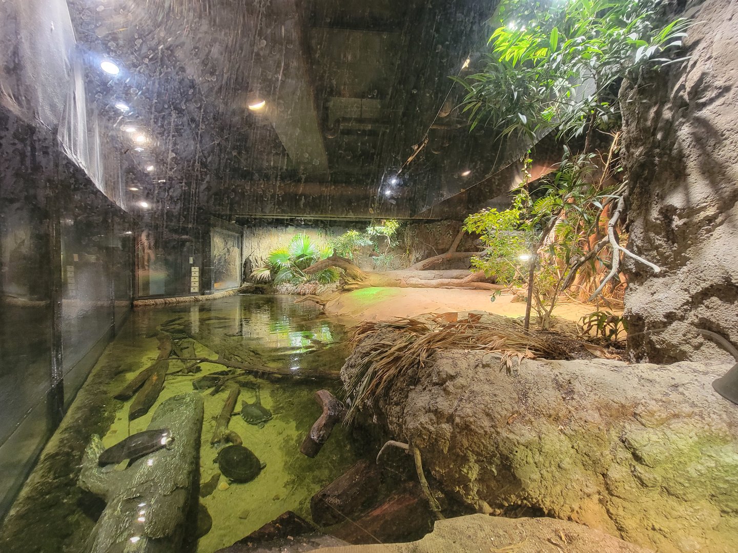 Cleveland Zoo, Rainforest - Gharial exhibit