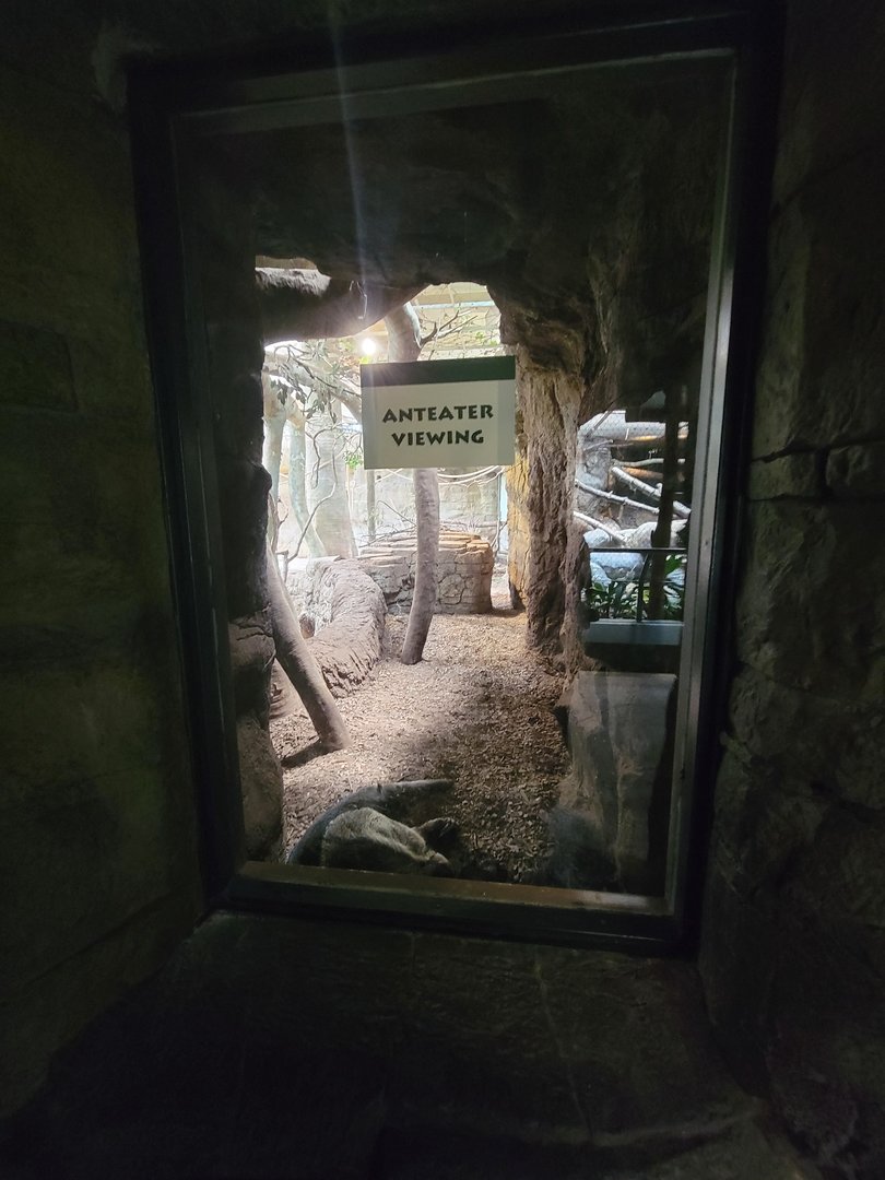Cleveland Zoo, Rainforest - Giant anteater