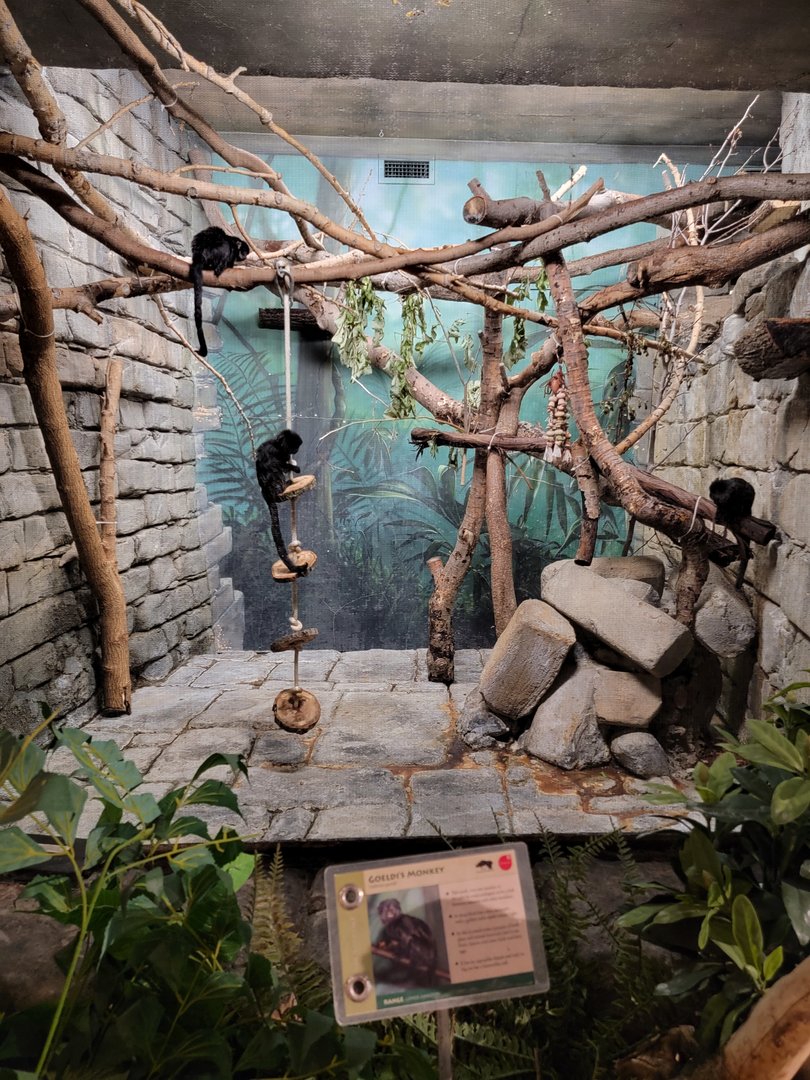 Cleveland Zoo, Rainforest - Goeldi's marmoset