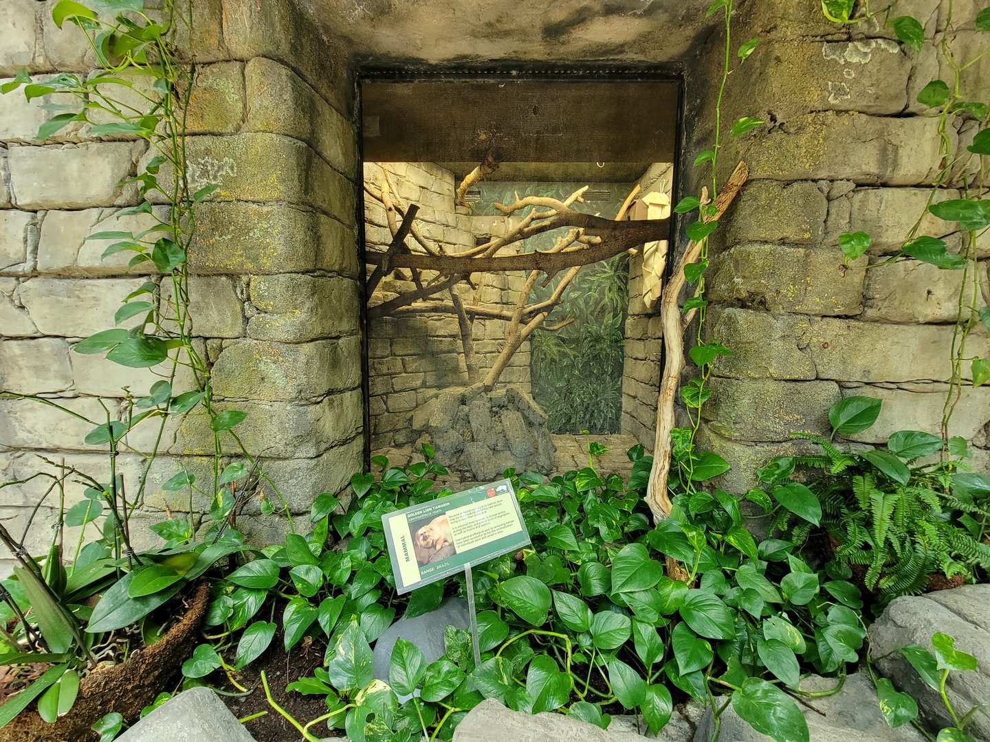 Cleveland Zoo, Rainforest - Golden lion tamarins
