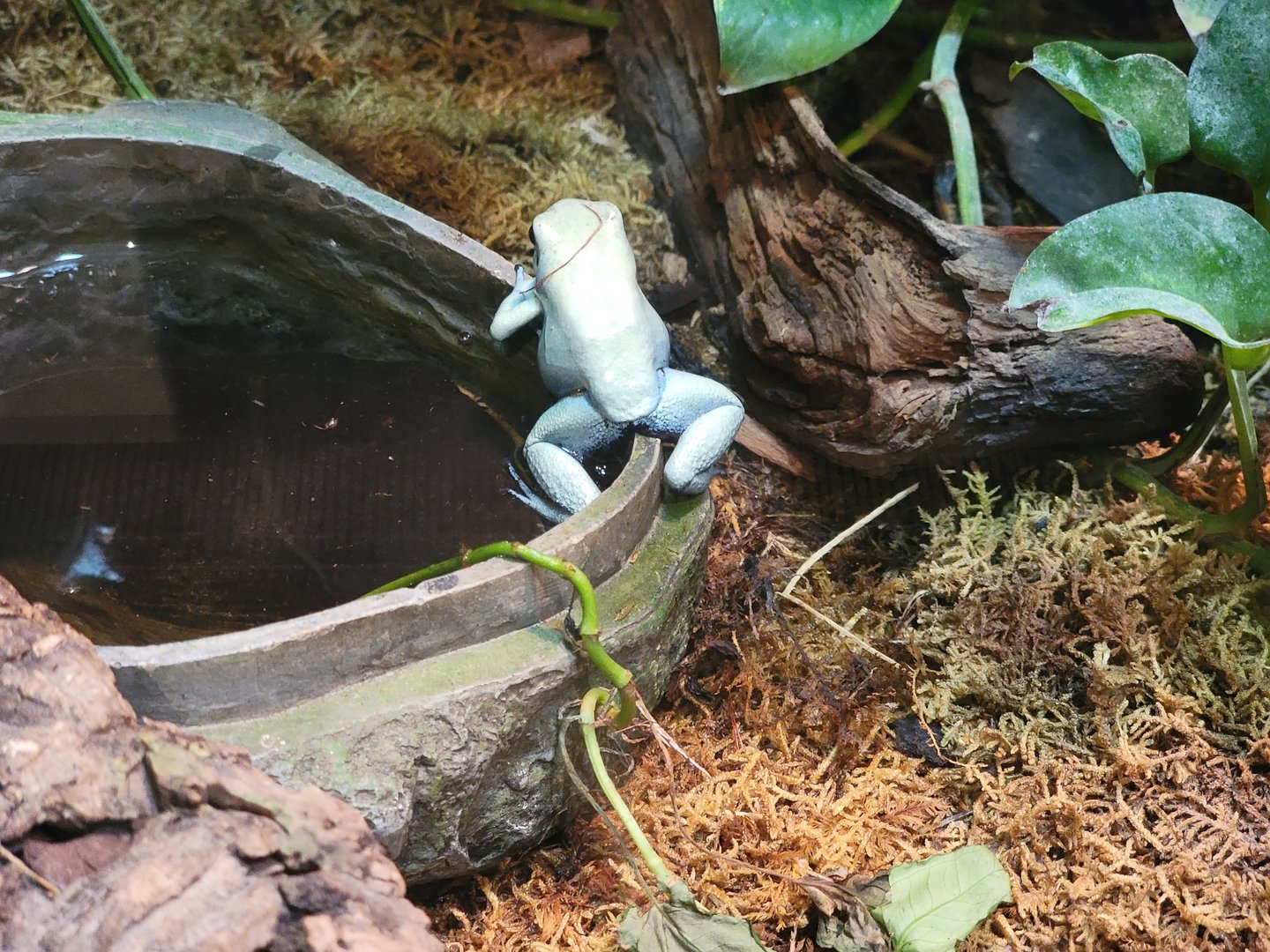 Cleveland Zoo, Rainforest - Golden poison dart frog, mint variation