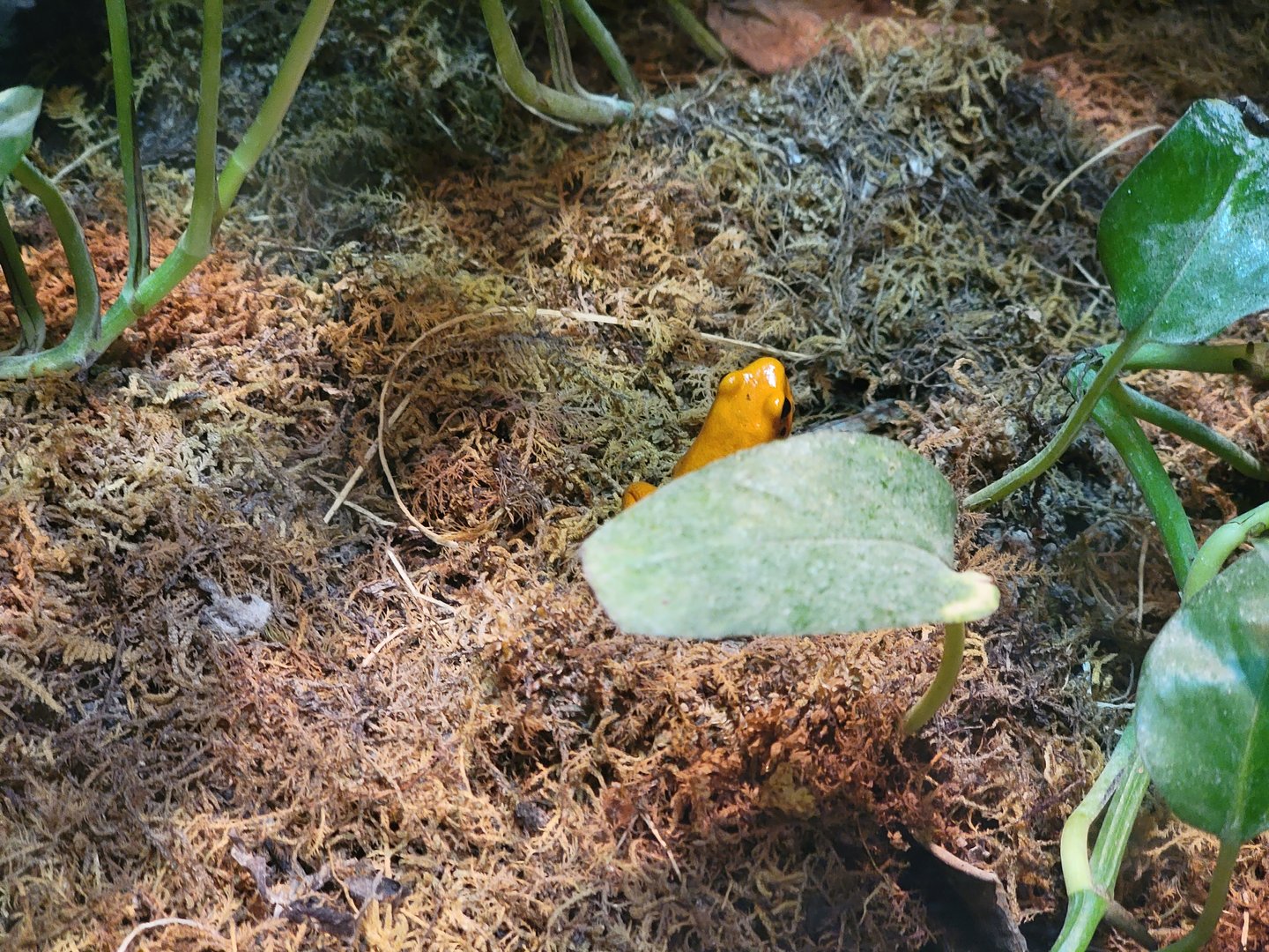 Cleveland Zoo, Rainforest - Golden poison dart frog