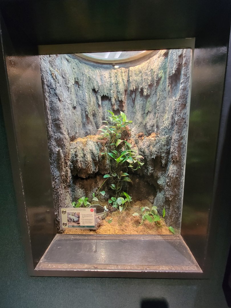 Cleveland Zoo, Rainforest - Golden poison dart frog