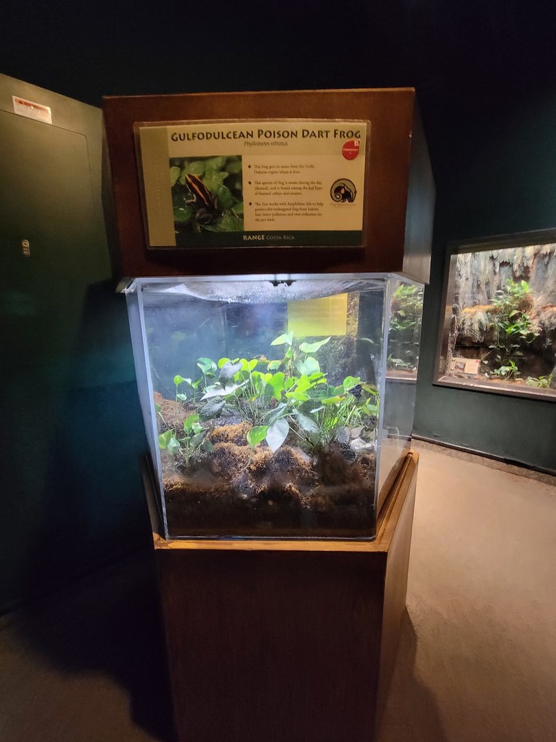 Cleveland Zoo, Rainforest - Golfodulcean poison dart frog