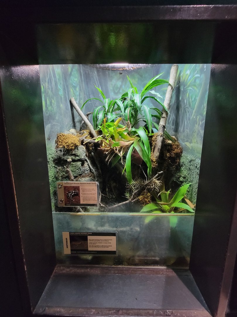 Cleveland Zoo, Rainforest - Green and black poison dart frog, tiger-legged monkey frog