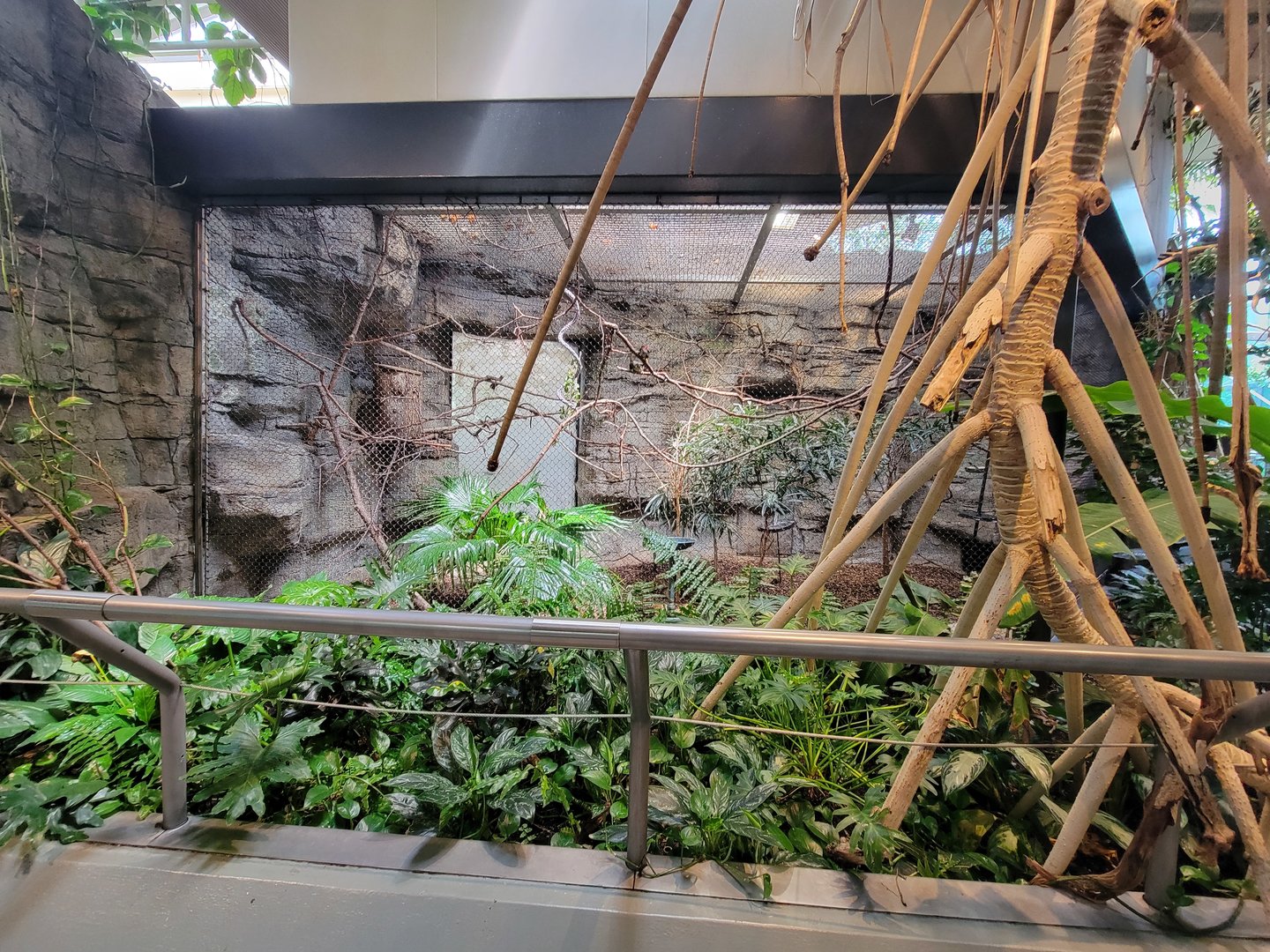 Cleveland Zoo, Rainforest - Green aracari