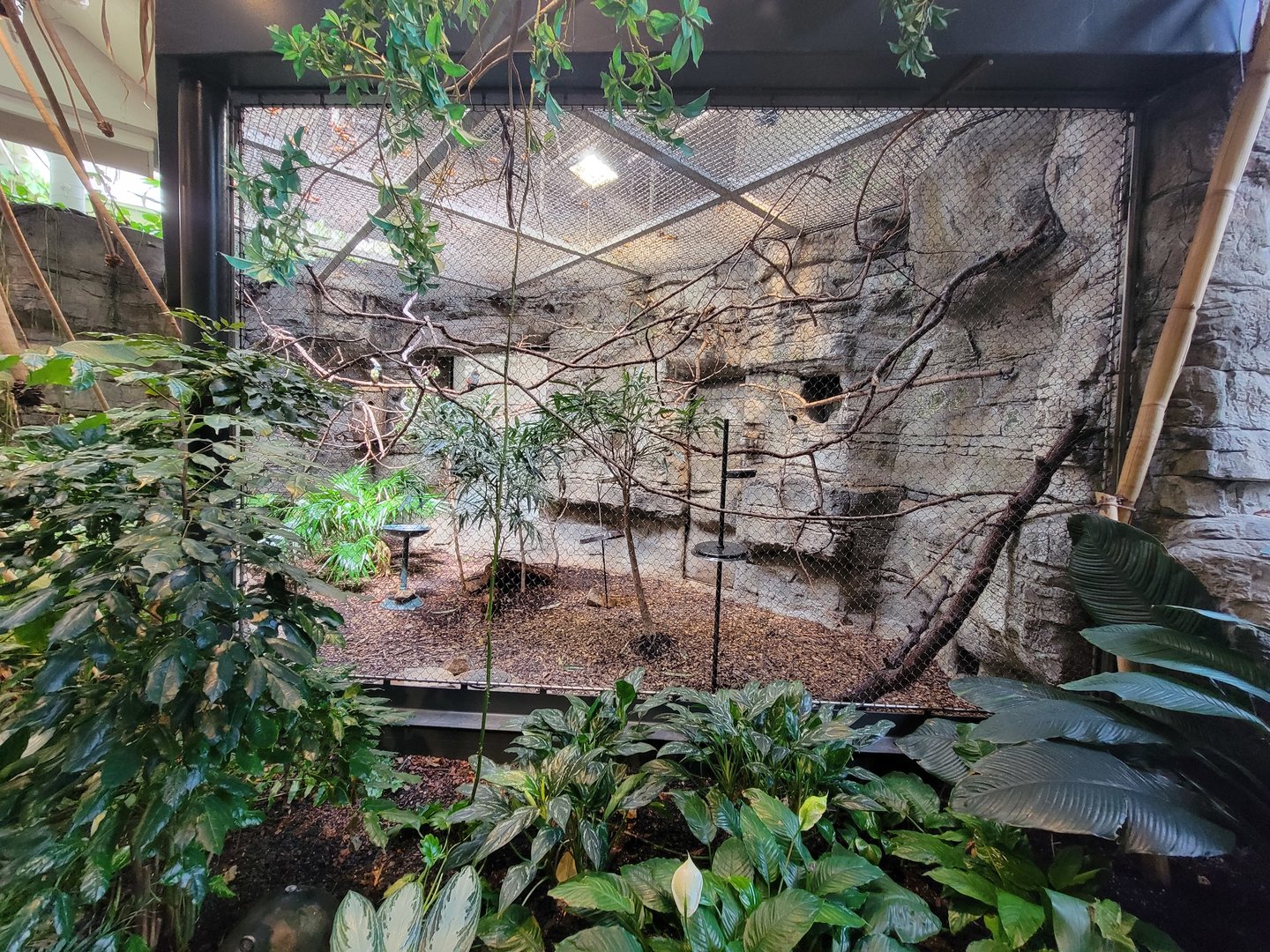 Cleveland Zoo, Rainforest - Green aracari