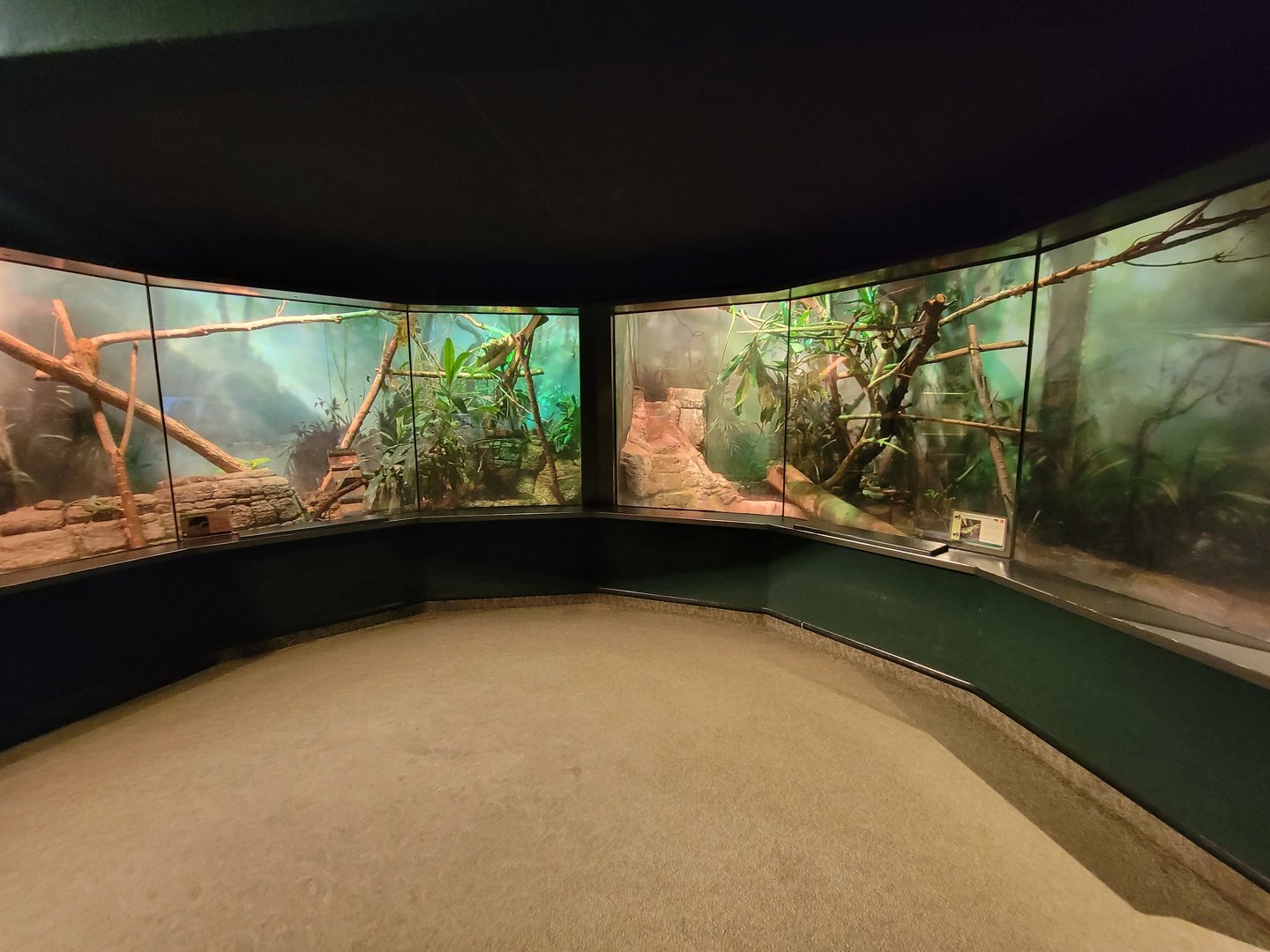 Cleveland Zoo, Rainforest - Green tree monitor on left, Fiji banded iguana on right