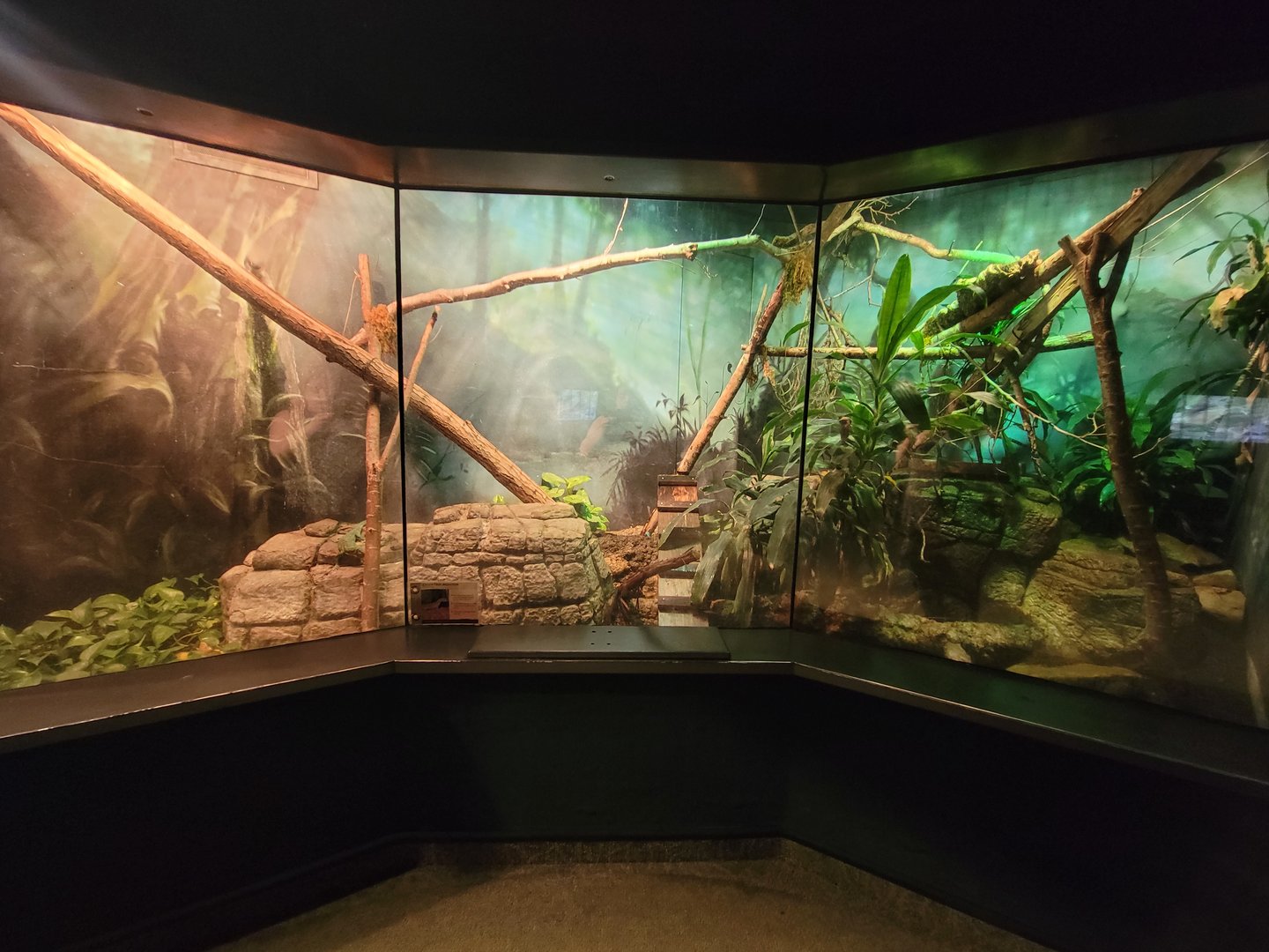 Cleveland Zoo, Rainforest - Green tree monitor