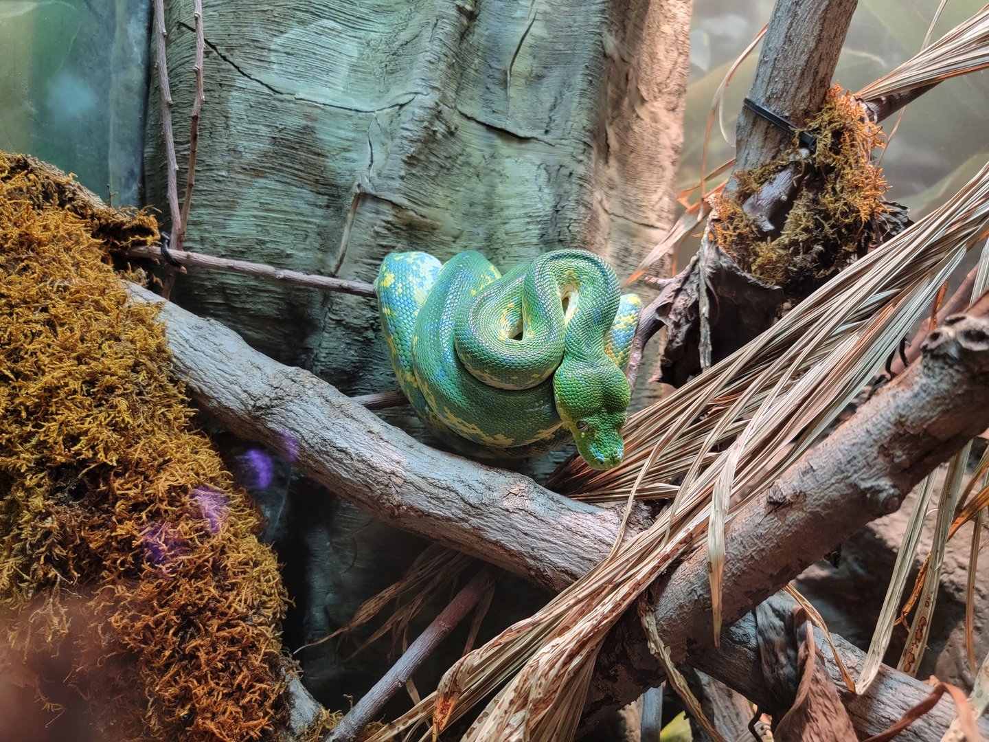 Cleveland Zoo, Rainforest - Green tree python