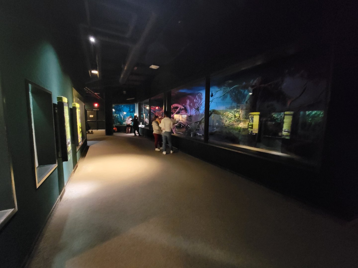 Cleveland Zoo, Rainforest - Hallway past bats