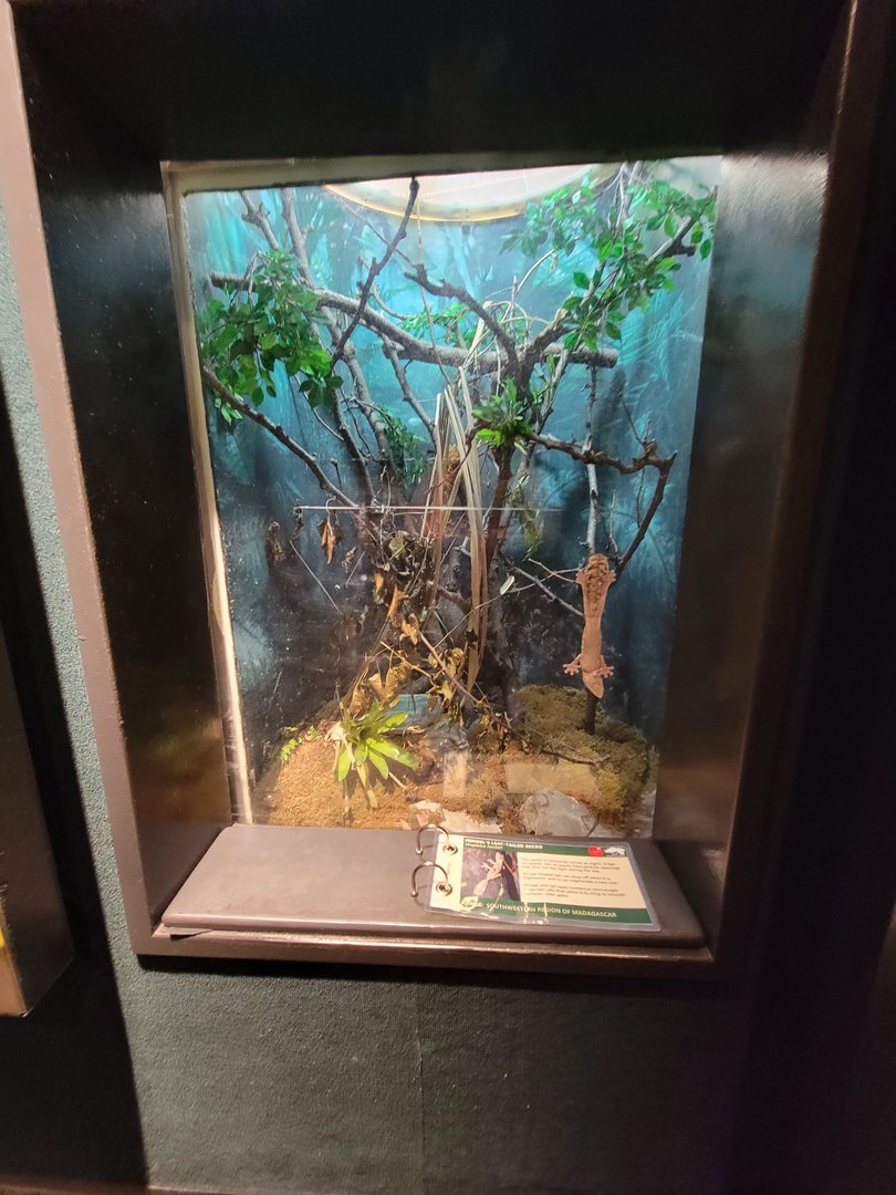 Cleveland Zoo, Rainforest - Henkel's leaf-tailed gecko