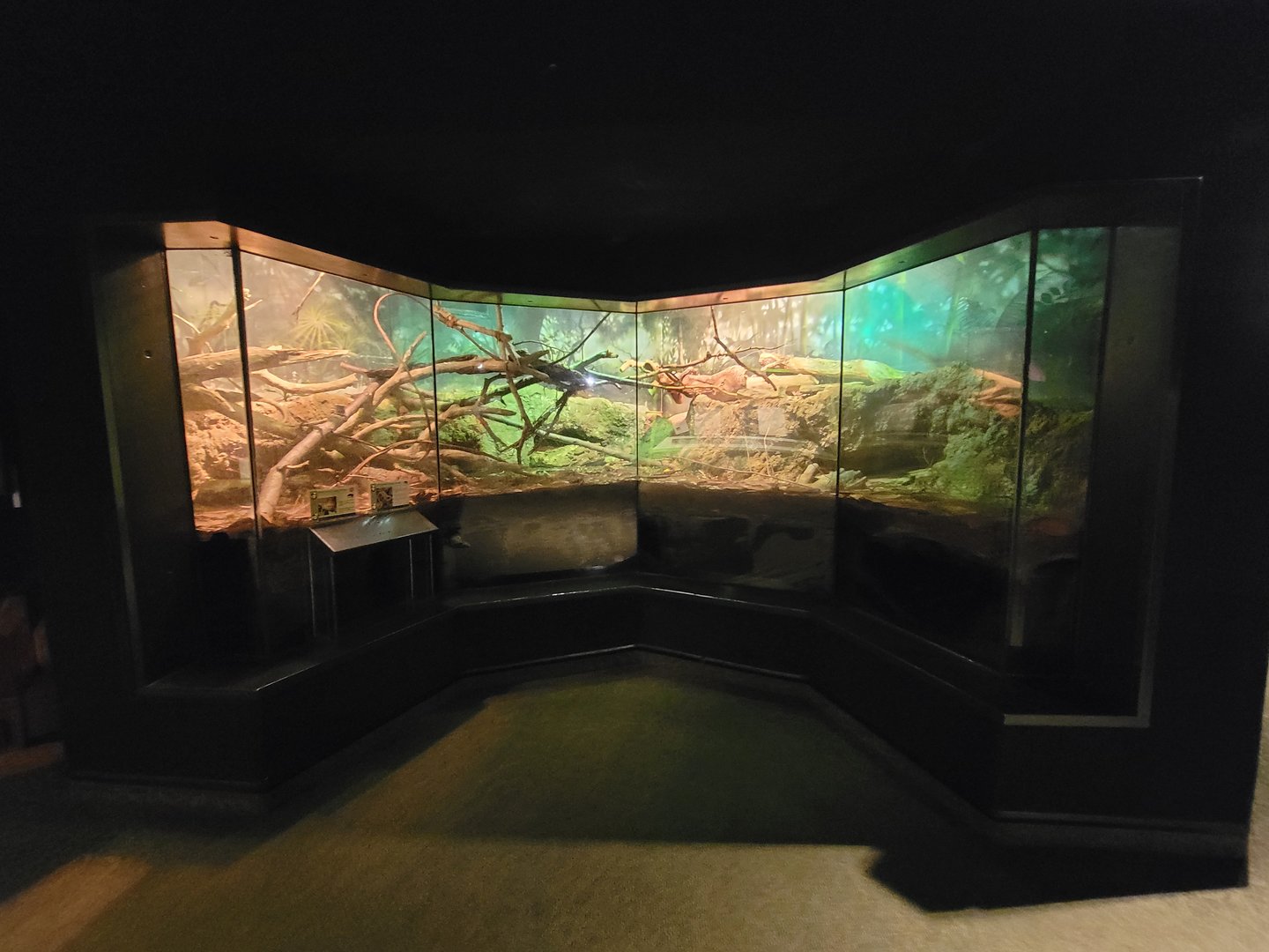 Cleveland Zoo, Rainforest - Indochinese box turtle and prehensile-tailed skink