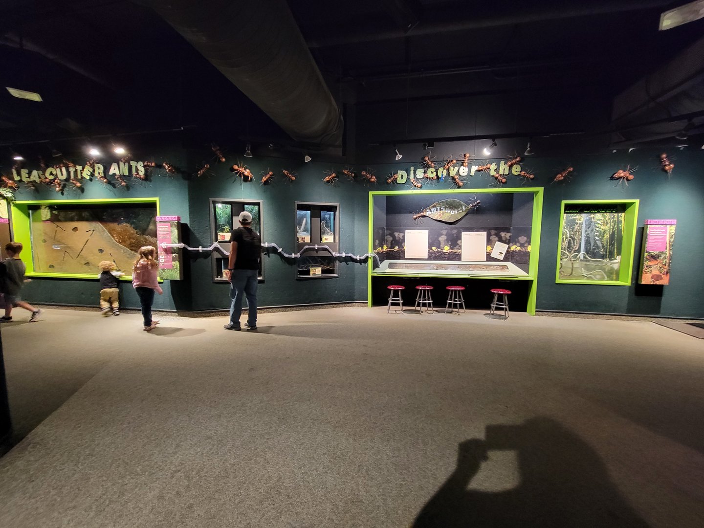 Cleveland Zoo, Rainforest - Leafcutter ants