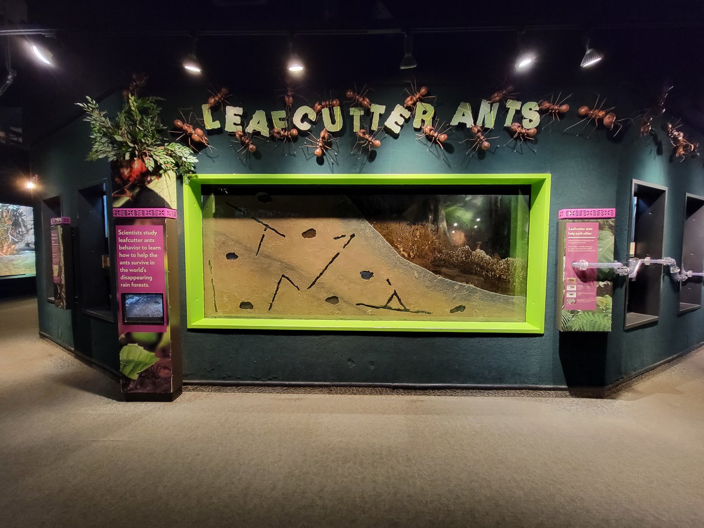 Cleveland Zoo, Rainforest - Leafcutter ants