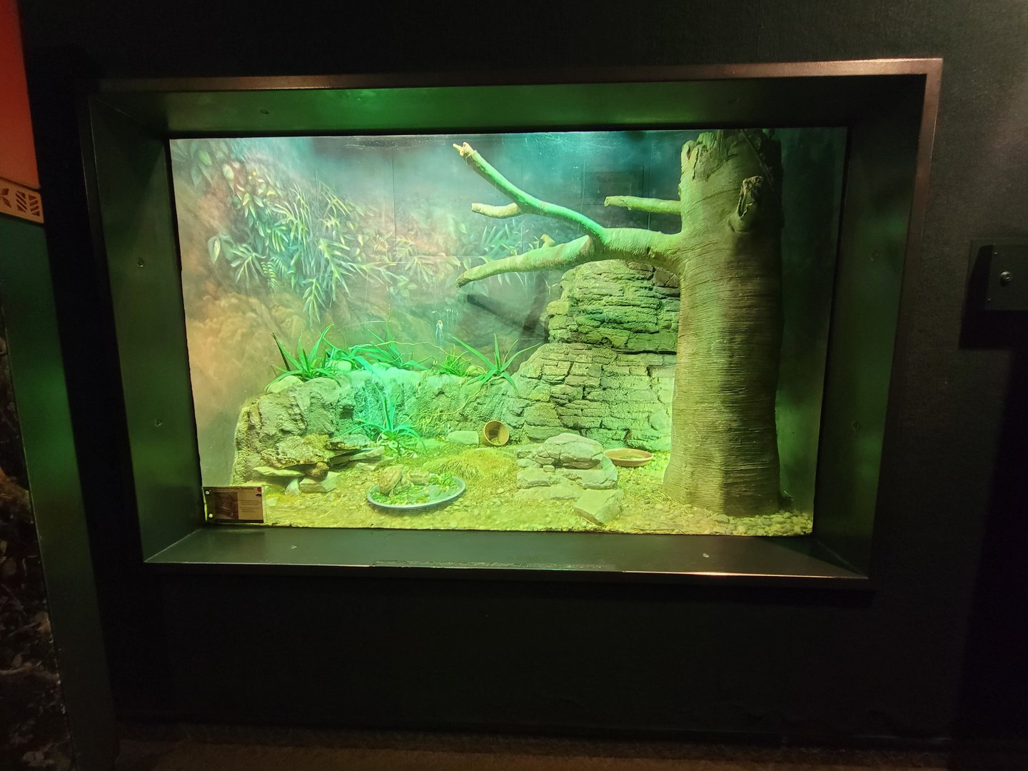 Cleveland Zoo, Rainforest - Northern spider tortoises