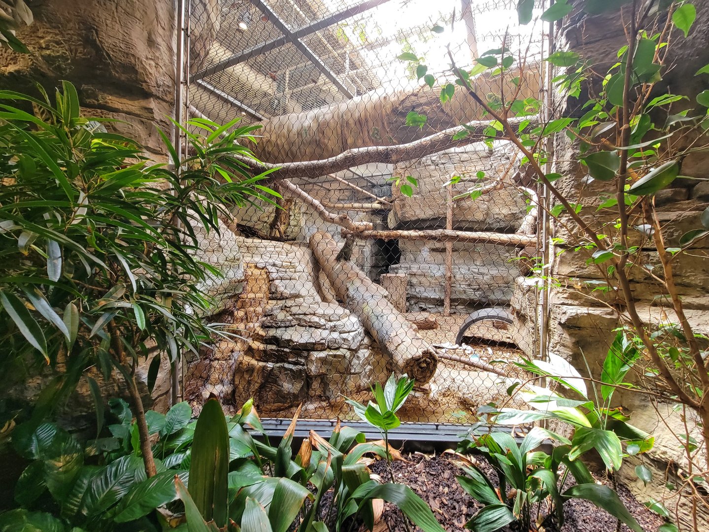 Cleveland Zoo, Rainforest - Ocelot