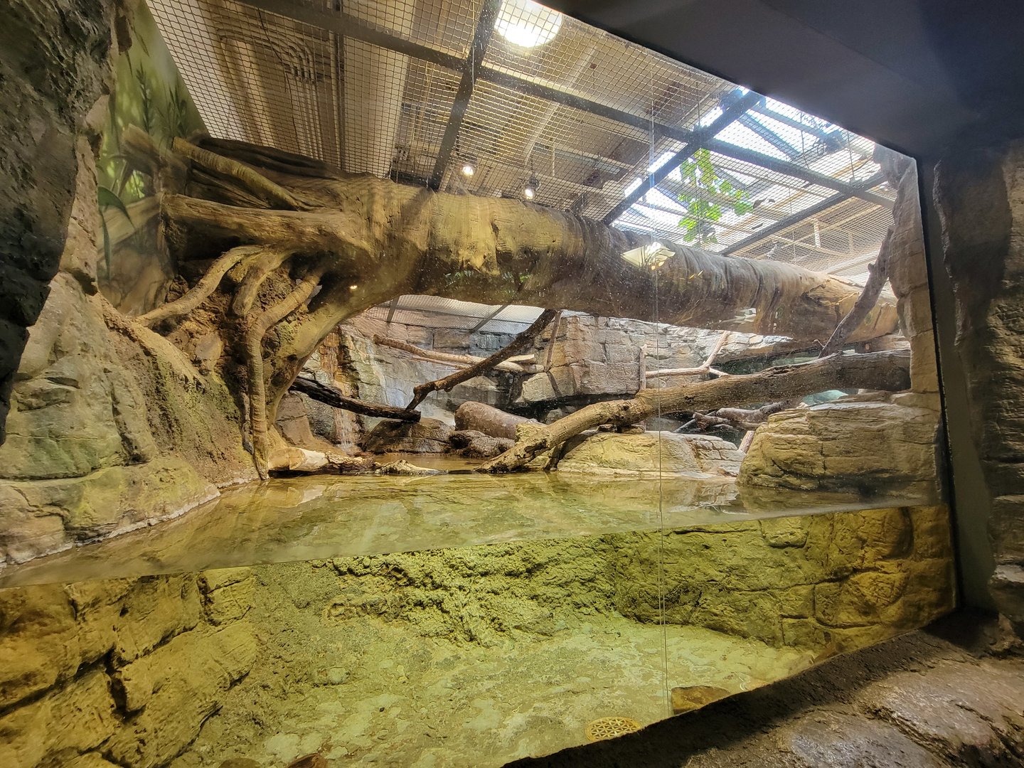 Cleveland Zoo, Rainforest - Ocelot