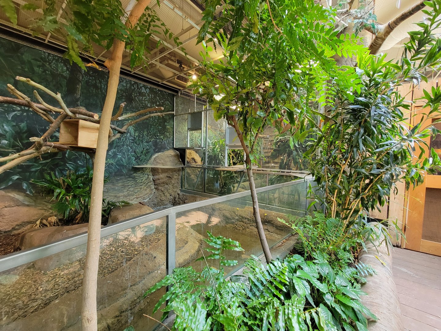 Cleveland Zoo, Rainforest - Open area for birds