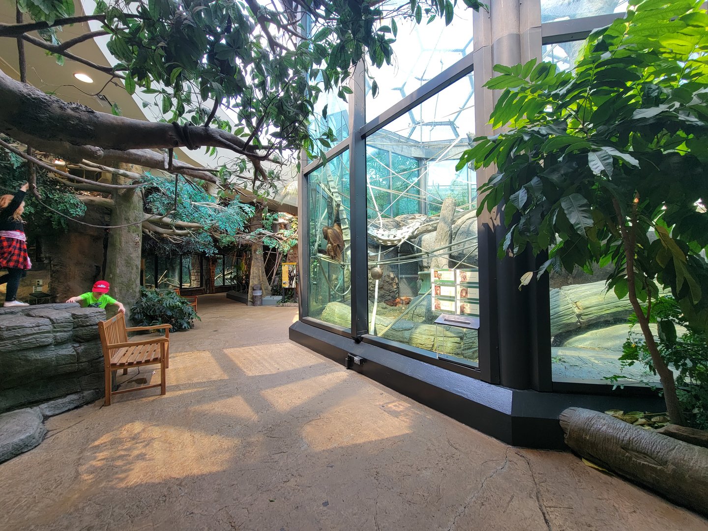 Cleveland Zoo, Rainforest - Orangutans (looking back)