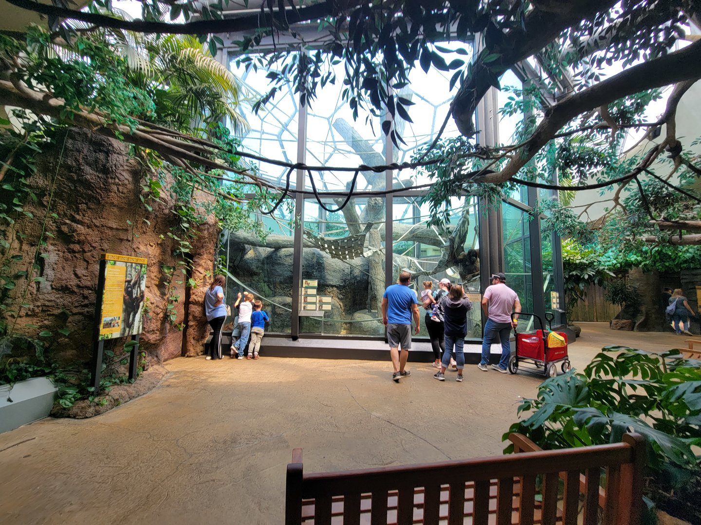Cleveland Zoo, Rainforest - Orangutans