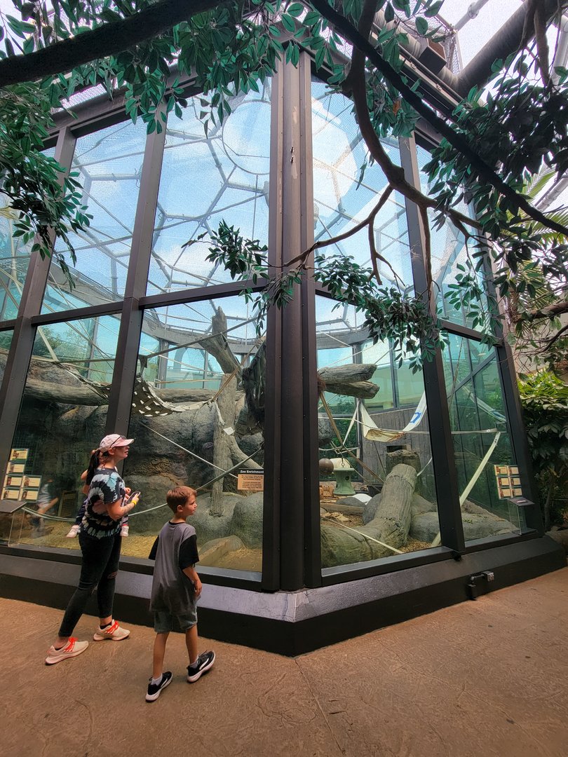 Cleveland Zoo, Rainforest - Orangutans