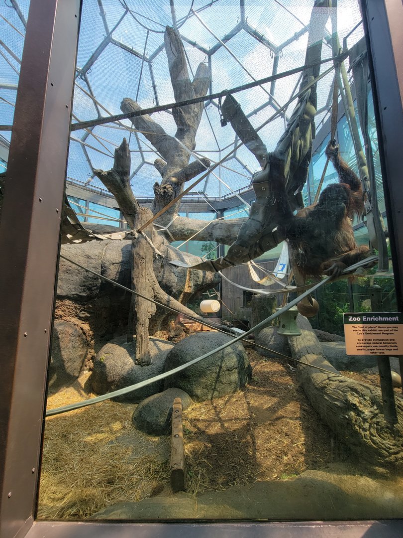 Cleveland Zoo, Rainforest - Orangutans