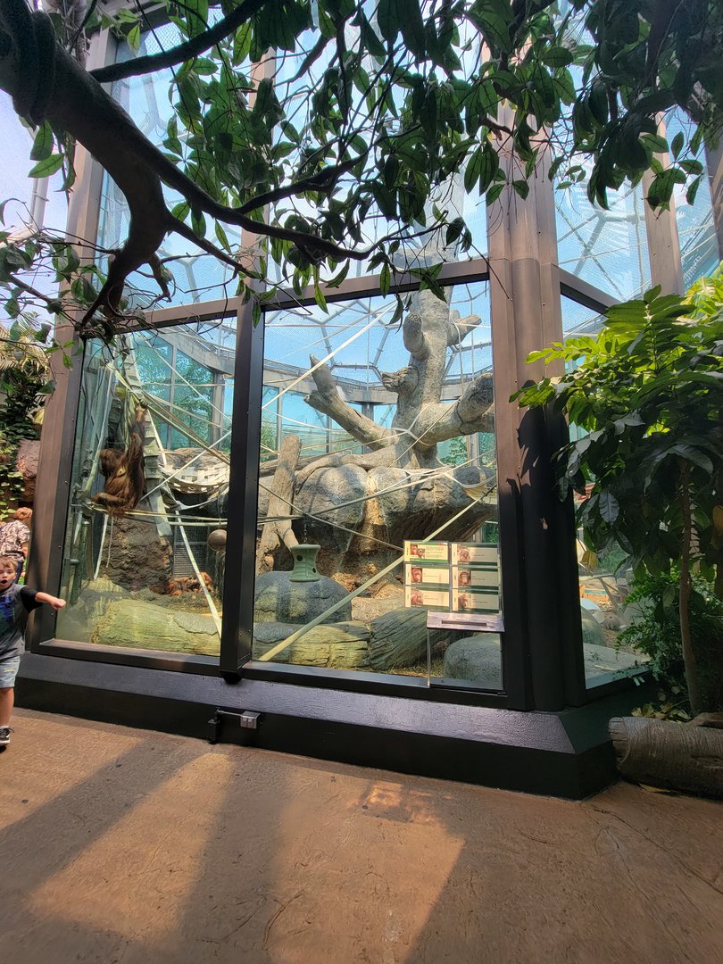 Cleveland Zoo, Rainforest - Orangutans