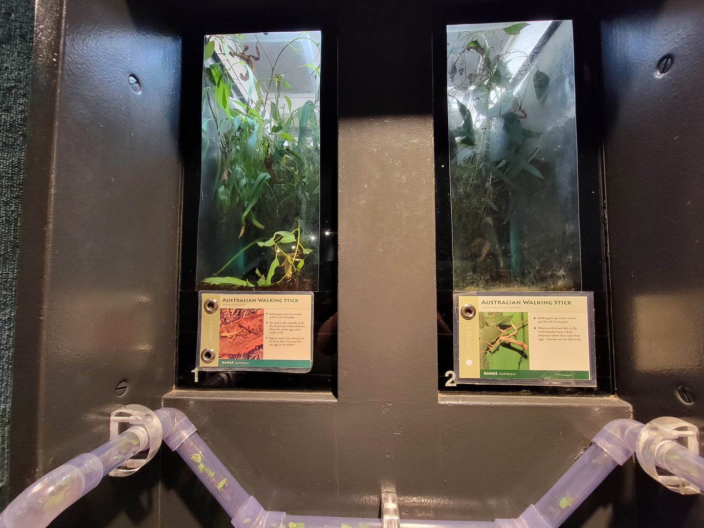 Cleveland Zoo, Rainforest - Other insects along the ant wall (example, there's more species)