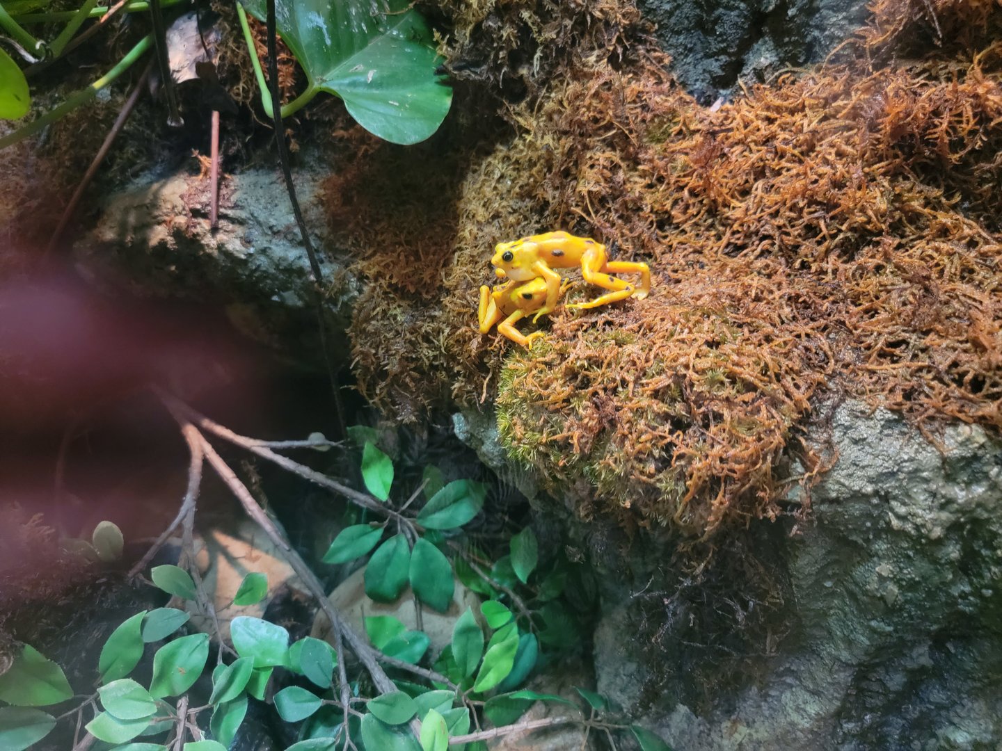 Cleveland Zoo, Rainforest - Panamanian golden frog vocalizing