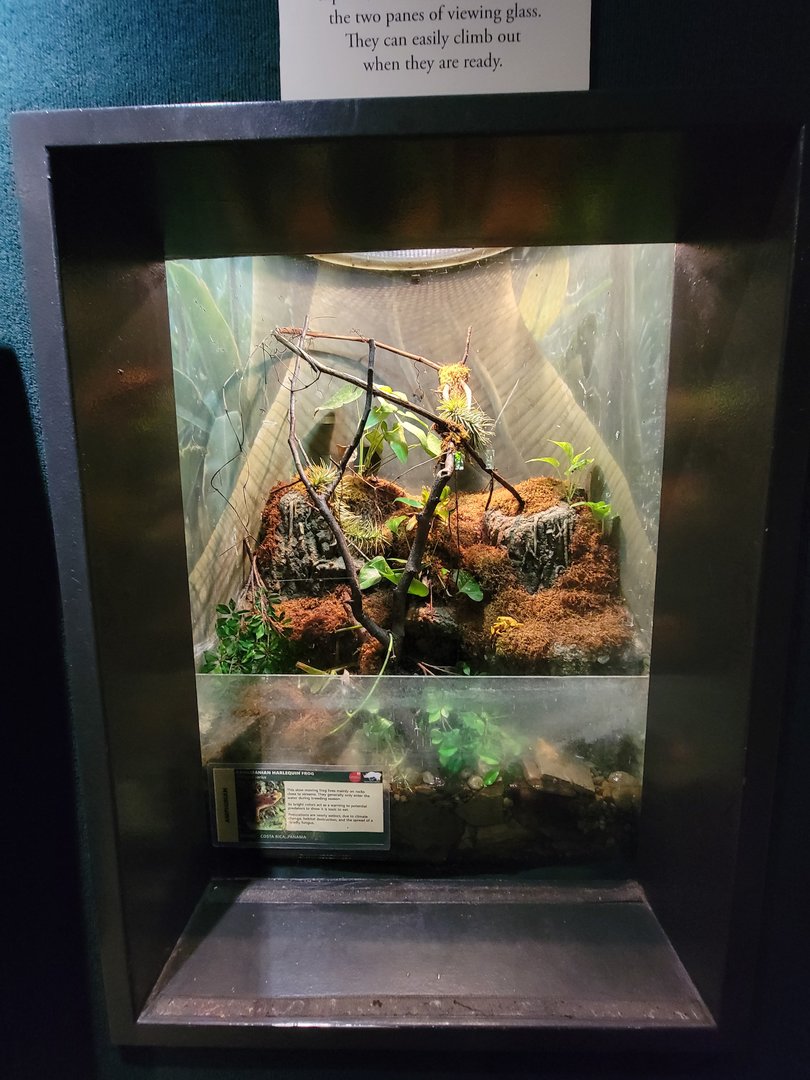 Cleveland Zoo, Rainforest - Panamanian golden frogs