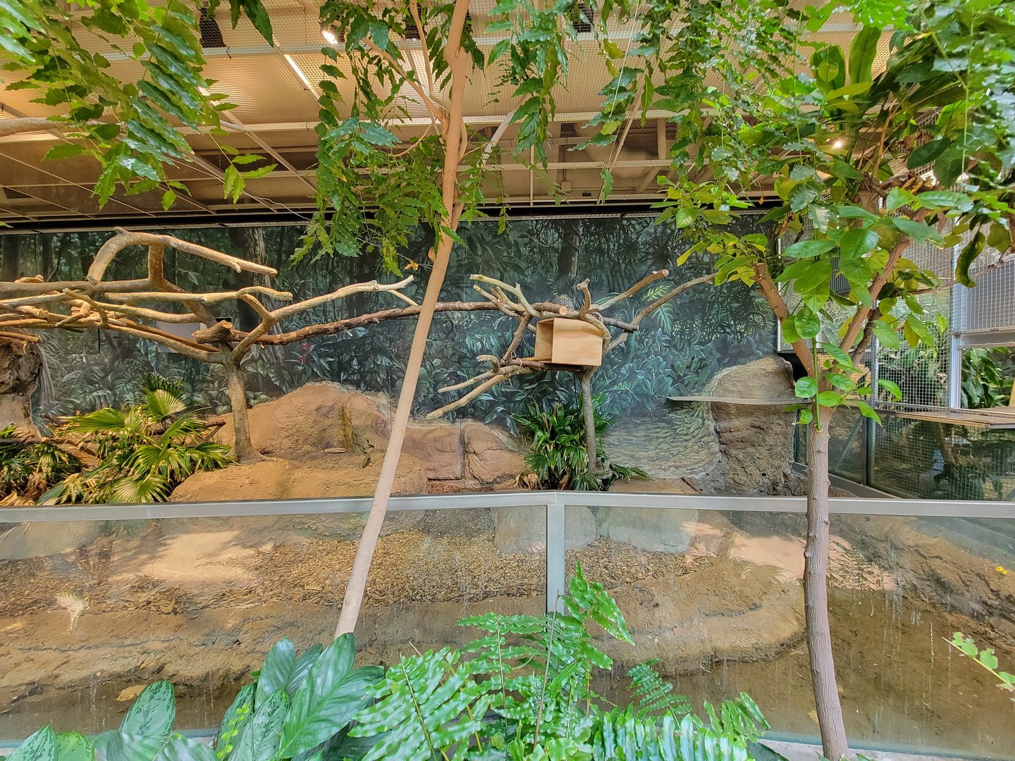 Cleveland Zoo, Rainforest - Prehensile-tailed Porcupine