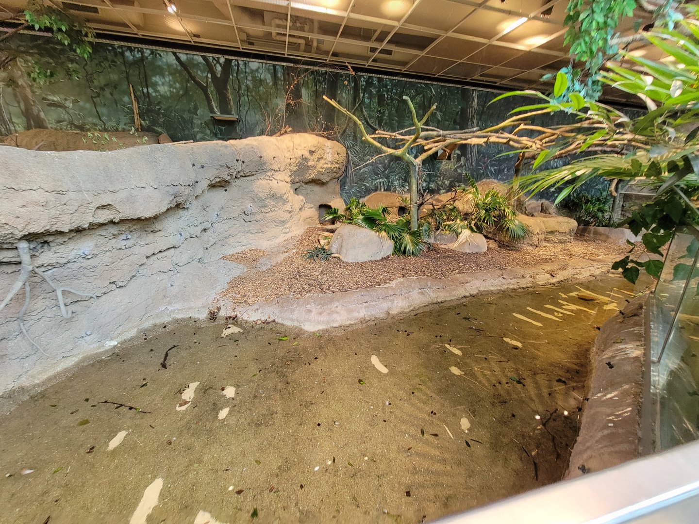 Cleveland Zoo, Rainforest - Prehensile-tailed Porcupine