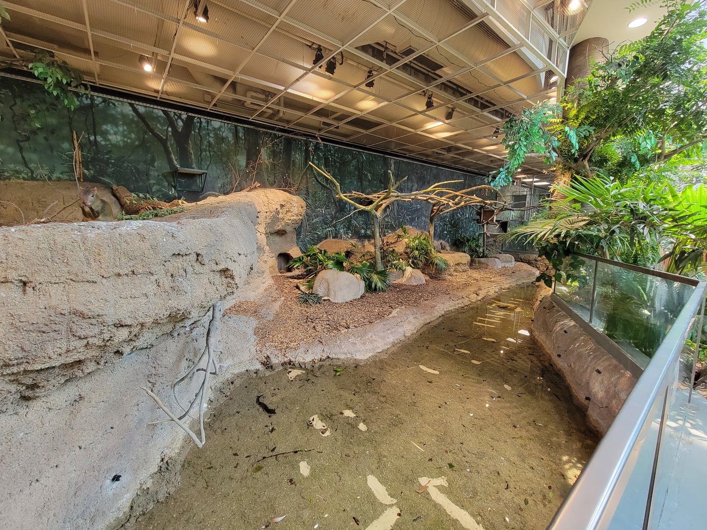 Cleveland Zoo, Rainforest - Prehensile-tailed Porcupine