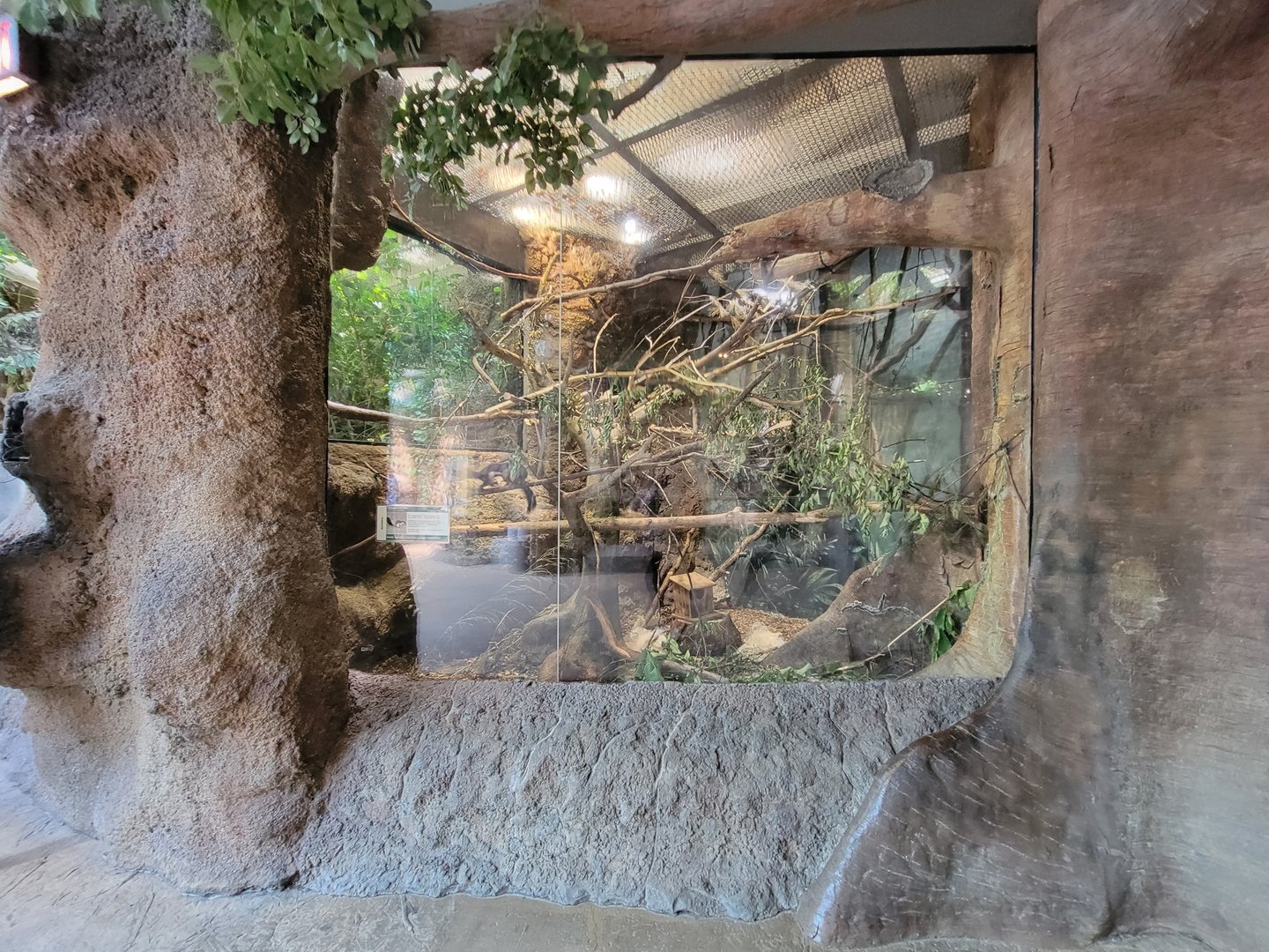 Cleveland Zoo, Rainforest - Prevost's squirrels