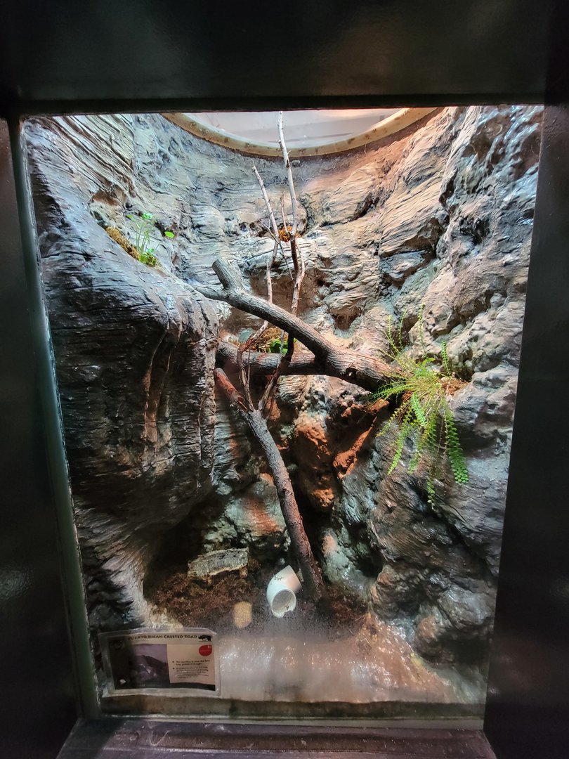 Cleveland Zoo, Rainforest - Puerto Rican crested toad