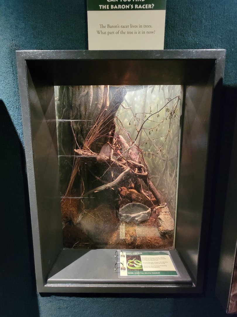 Cleveland Zoo, Rainforest - Red-bellied piranhas