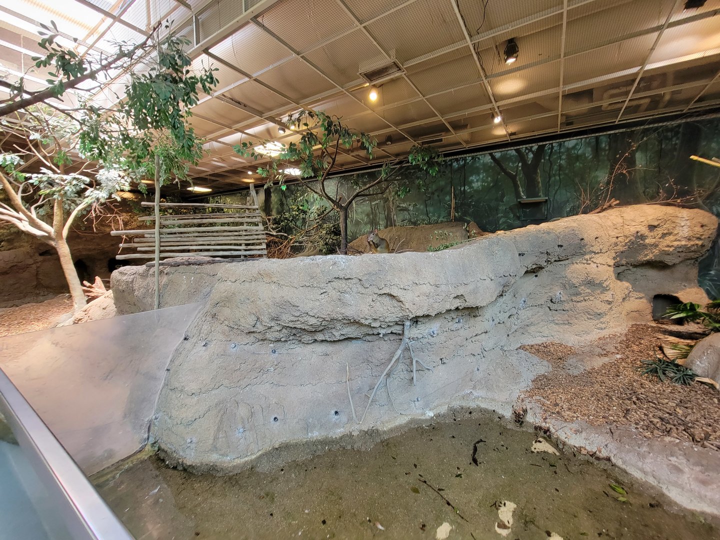 Cleveland Zoo, Rainforest - Red-rumped Agouti
