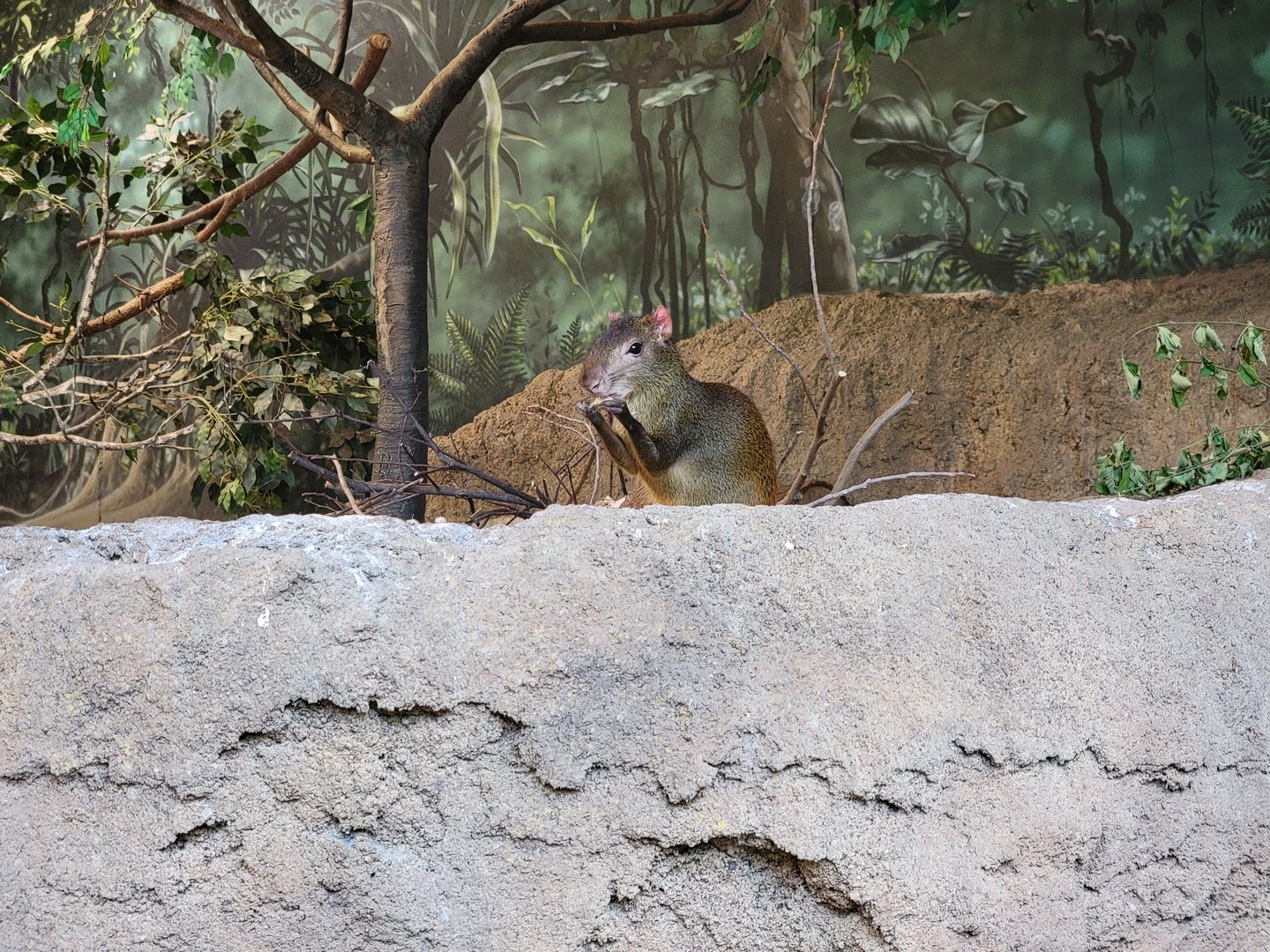 Cleveland Zoo, Rainforest - Red-rumped Agouti