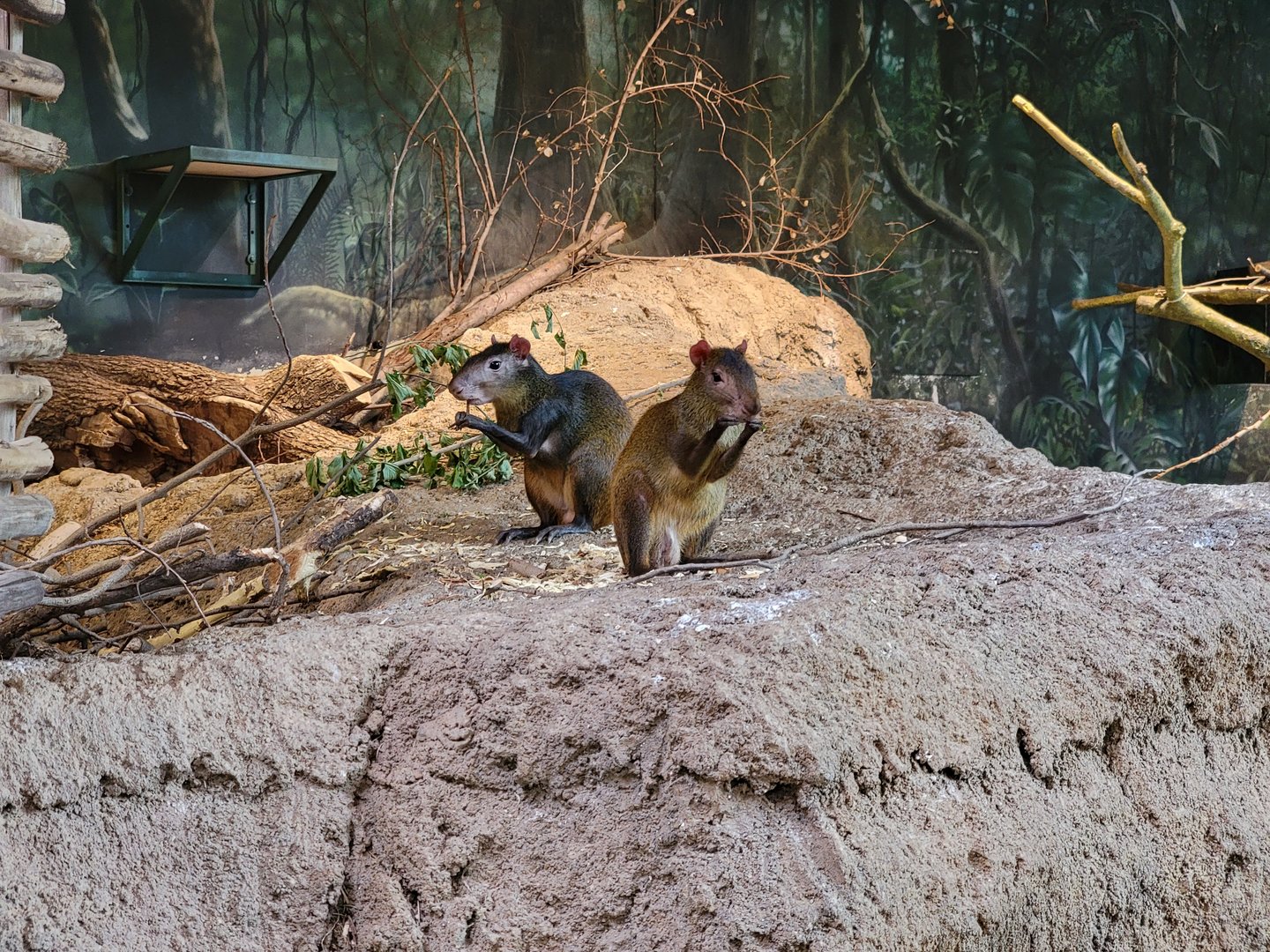 Cleveland Zoo, Rainforest - Red-rumped agoutis