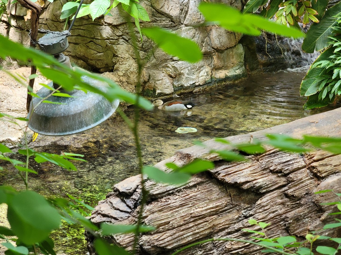 Cleveland Zoo, Rainforest - Ringed teal