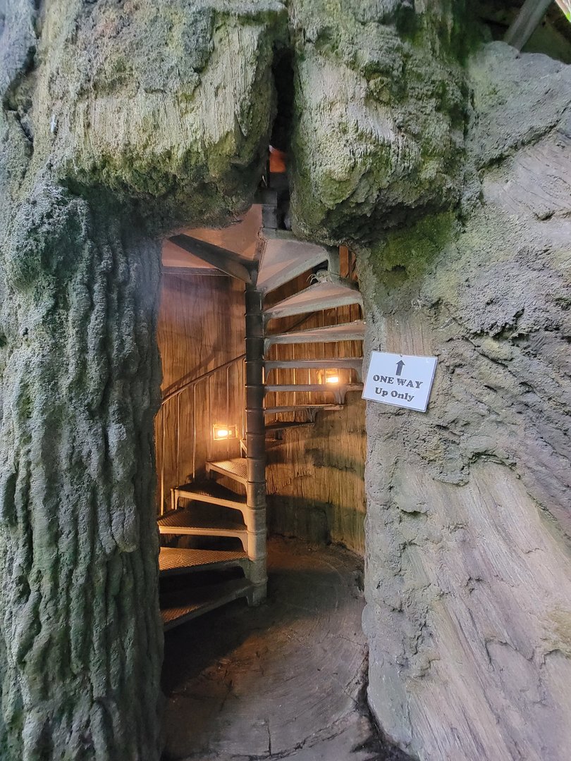 Cleveland Zoo, Rainforest - Staircase up a tree