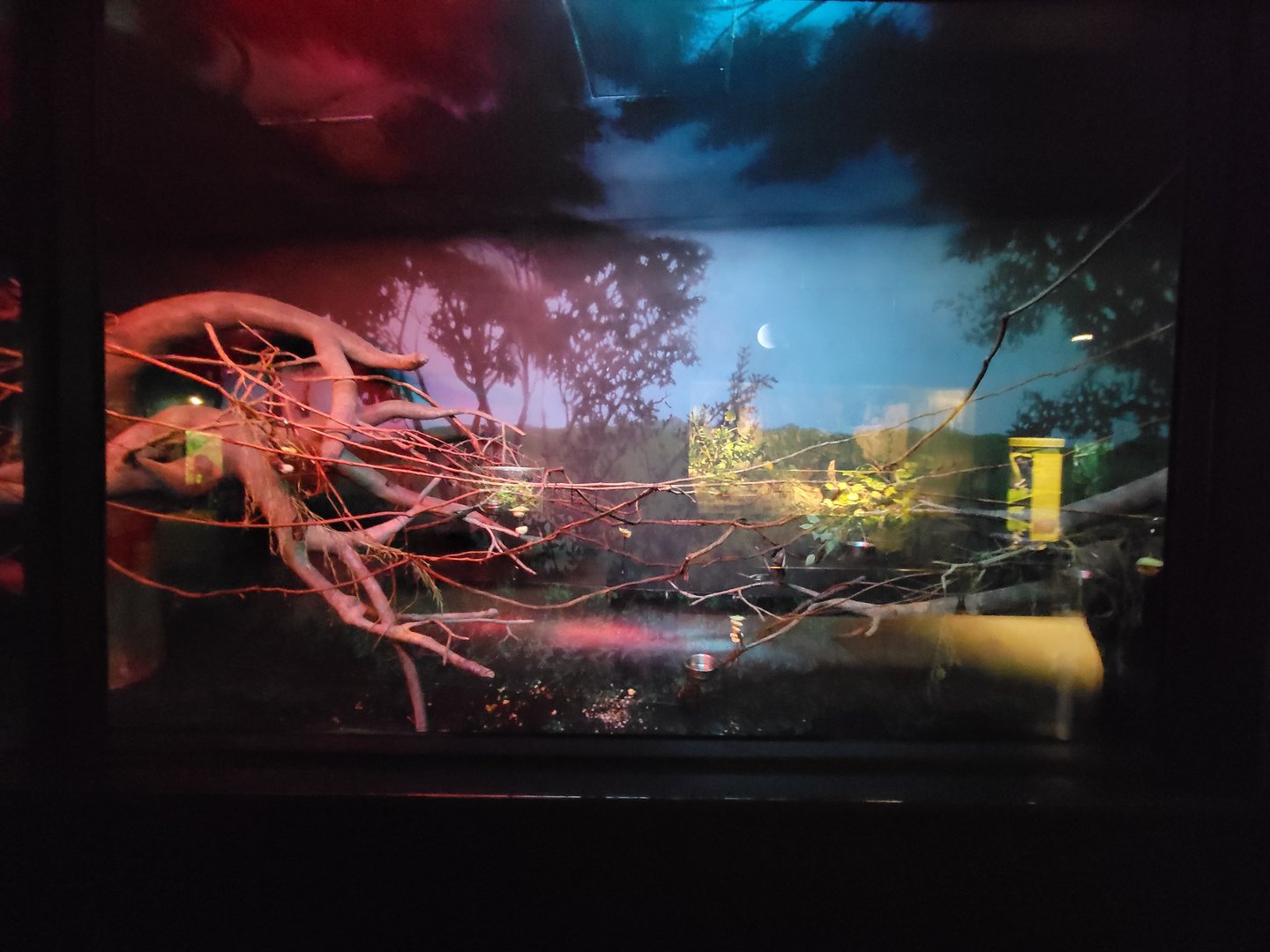 Cleveland Zoo, Rainforest - Straw-colored fruit bats and Rodrigues flying foxes