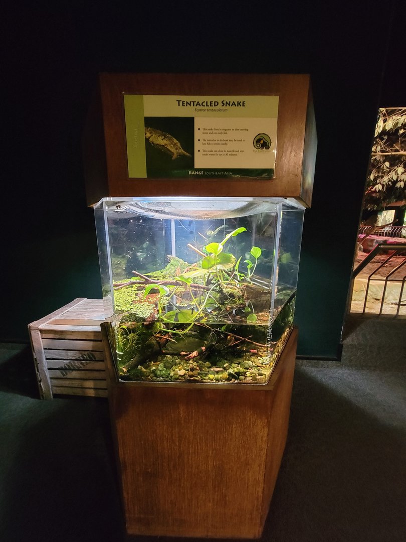 Cleveland Zoo, Rainforest - Tentacled snake