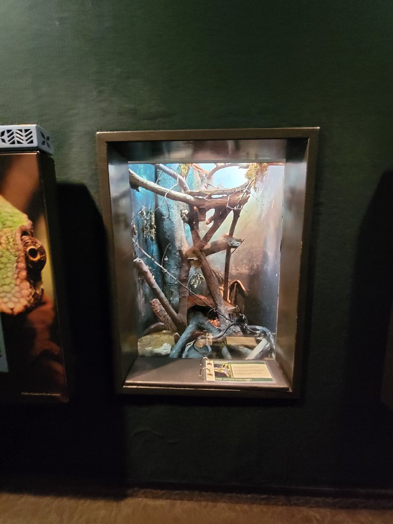 Cleveland Zoo, Rainforest - Tiger ratsnake