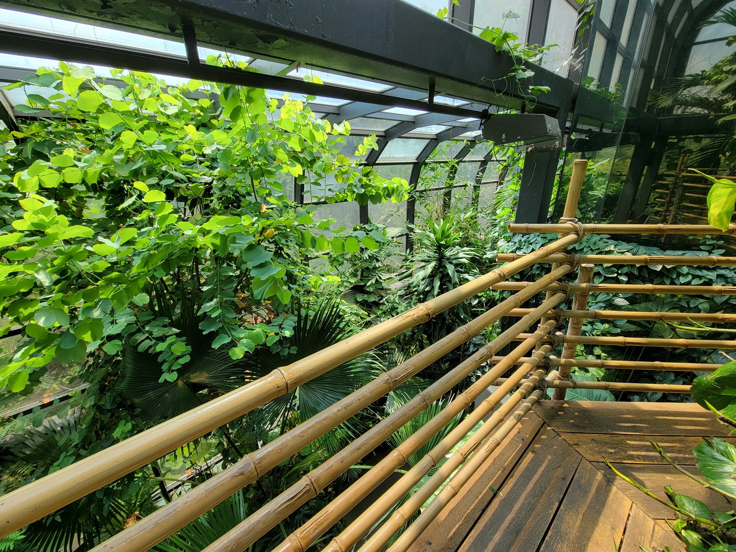 Cleveland Zoo, Rainforest - Top of tree staircase