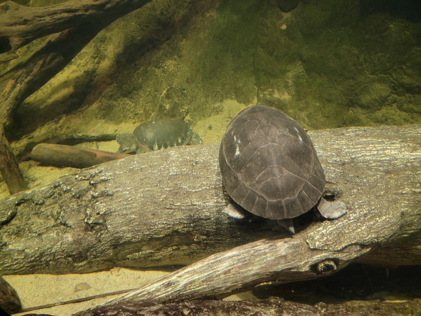 Cleveland Zoo, Rainforest - Turtles in gharial exhibit
