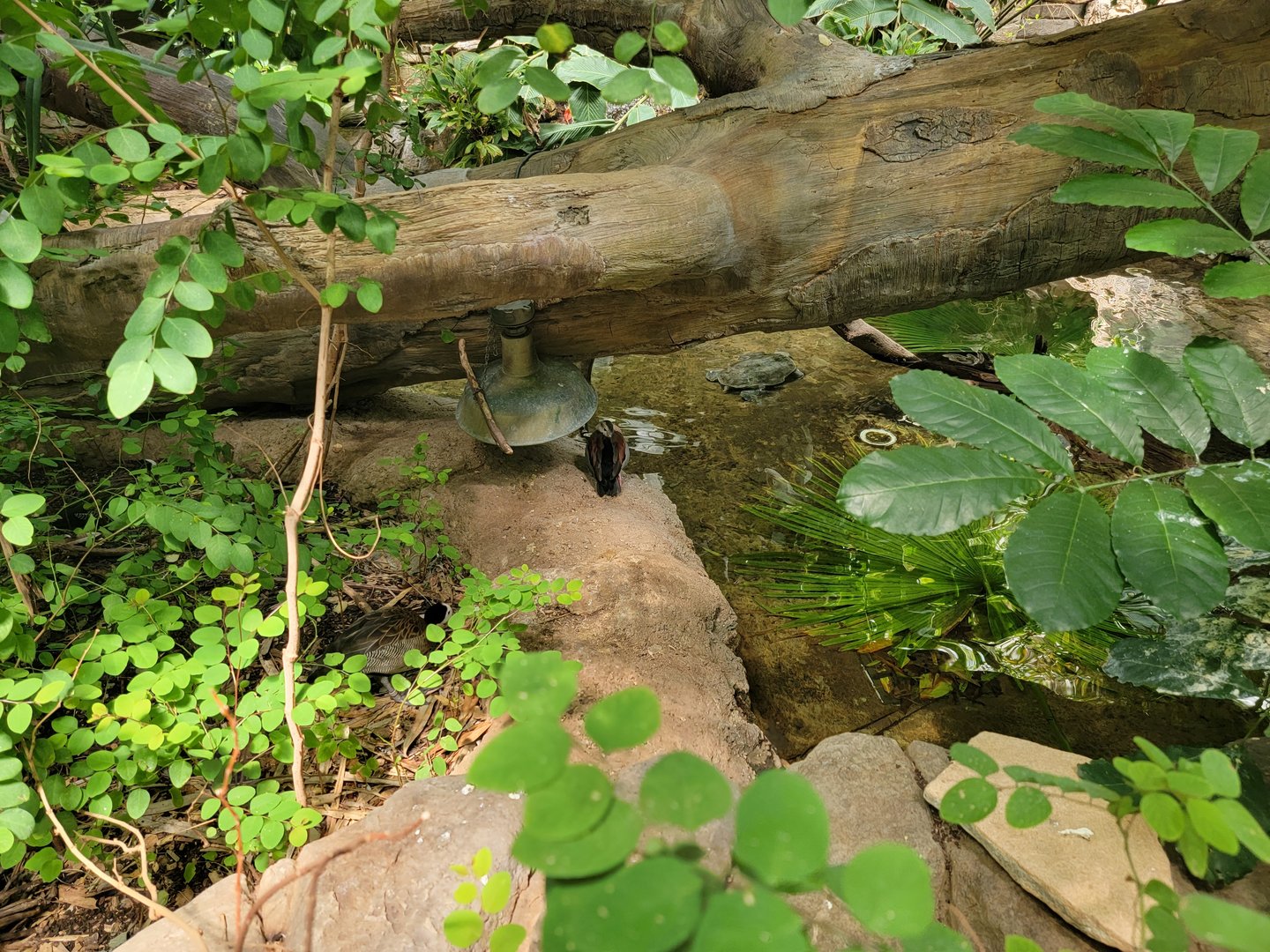 Cleveland Zoo, Rainforest - White-faced whistling duck, turtle (yellow-spotted Amazon or spot-belly side-neck)
